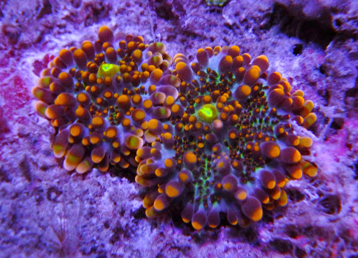 Tropical Fish Store «The Saltwater Junkies», reviews and photos, 9299 W Olive Ave #803, Peoria, AZ 85345, USA