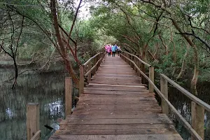 Taman Mangrove Morosari Demak image