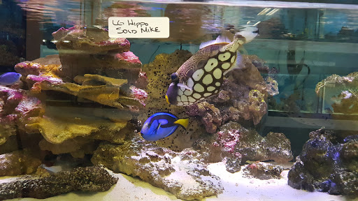 Tropical Fish Store «South Shore Tropicals», reviews and photos, 127 W Hoffman Ave, Lindenhurst, NY 11757, USA