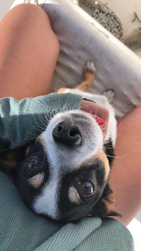 Halo & Wings Cremation