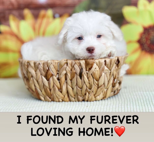 Dog Breeder «Playful Pets», reviews and photos, 115 Ridge Pike, Conshohocken, PA 19428, USA