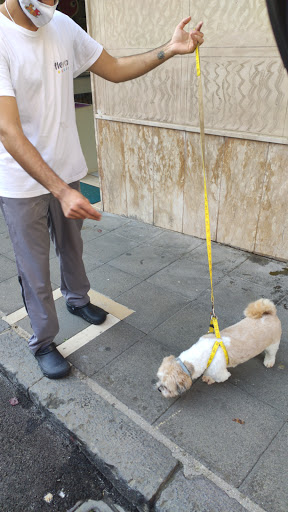 Pensioni per cani e dog hotel a Hobby Pet