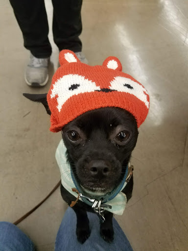 Pet Supply Store «Pet Food Express», reviews and photos, 383 S McDowell Blvd, Petaluma, CA 94954, USA