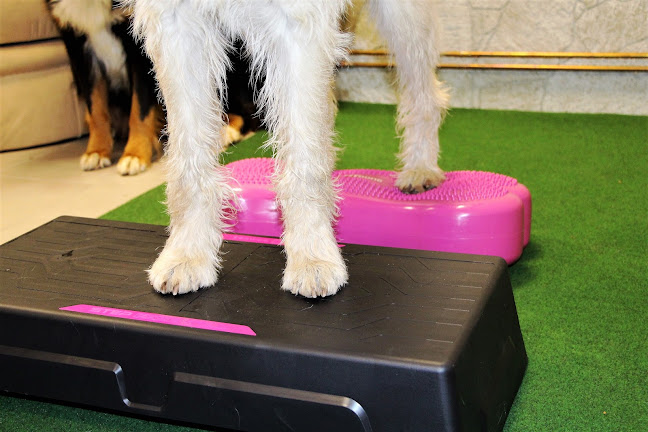 Értékelések erről a helyről: Fizioterápia kutyáknak - CanisPhysio, Budapest - Fizioterapeuta
