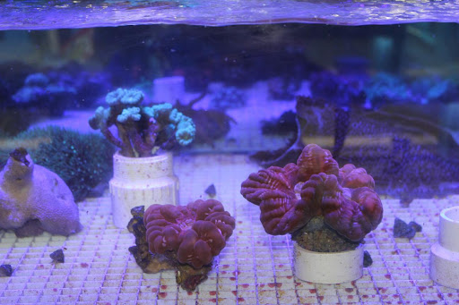 Tropical Fish Store «KHC Aquarium», reviews and photos, 150-1 Northern Blvd, Flushing, NY 11354, USA