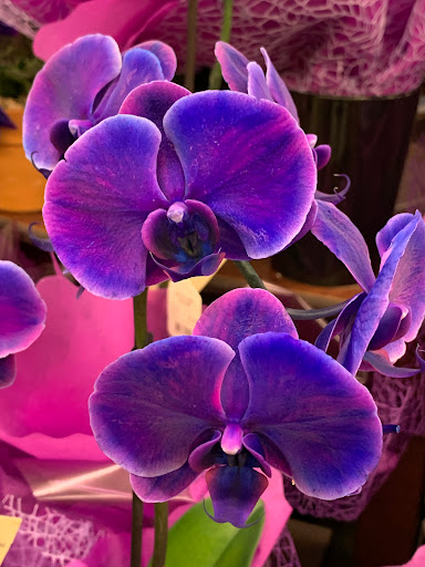 Grocery Store «Vons», reviews and photos, 6170 Hamner Ave, Eastvale, CA 91752, USA