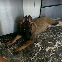 Student Pet Sitting - Photo 2 - Car repair in , Worcester