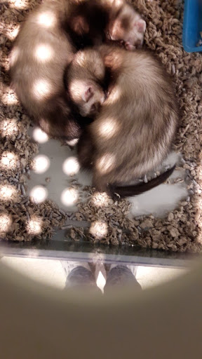 Pet Supply Store «Petco Animal Supplies», reviews and photos, 5994 Montana Ave, El Paso, TX 79925, USA