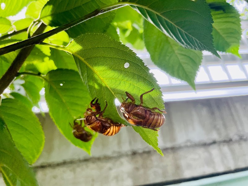 鷺沼2丁目児童遊園