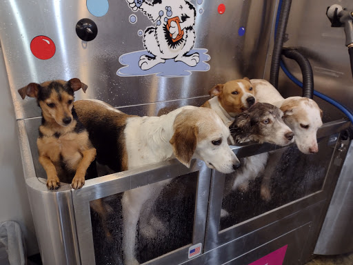 Pet Groomer «Belly scRubs Self Service Pet Wash», reviews and photos, 119 WV-34 #1, Hurricane, WV 25526, USA