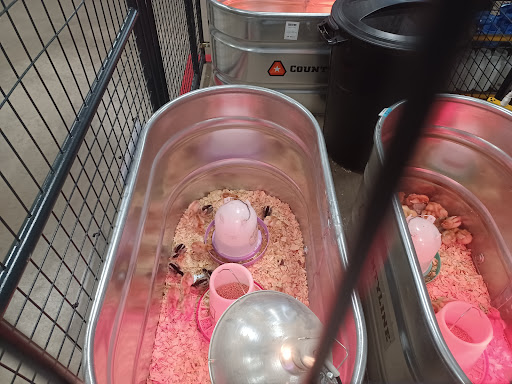 Home Improvement Store «Tractor Supply Co.», reviews and photos, 10161 Lochridge Blvd, Covington, GA 30014, USA