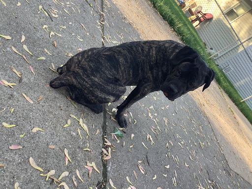 Pet Supply Store «Raw Paws Pet Food», reviews and photos, 5601 Fortune Cir S P, Indianapolis, IN 46241, USA