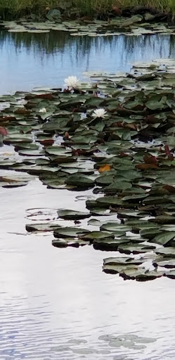 State Park «Lowell-Dracut-Tyngsborough State Forest», reviews and photos, Trotting Park Rd, Dracut, MA 01826, USA