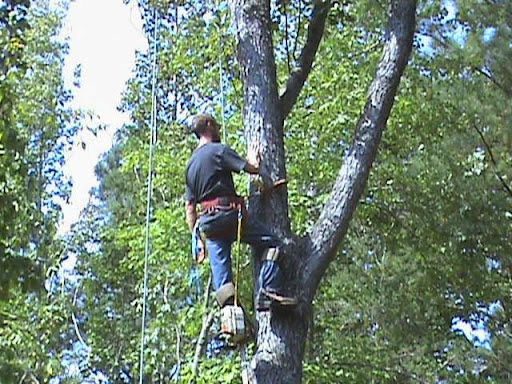 Jamie Swenson Tree Service