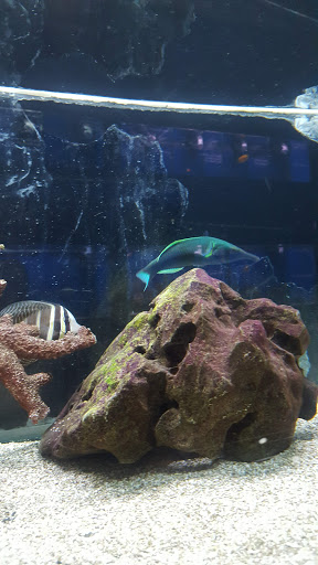 Aquarium «Aquarium World», reviews and photos, 13157 Northwest Fwy, Houston, TX 77040, USA