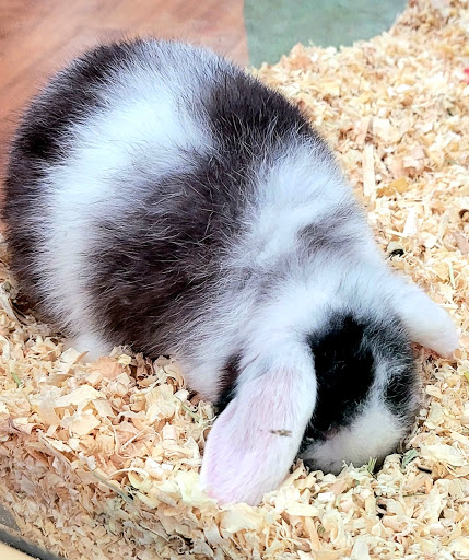 Pet Supply Store «Pet Supermarket, Inc.», reviews and photos, 18445 US-41, Lutz, FL 33549, USA