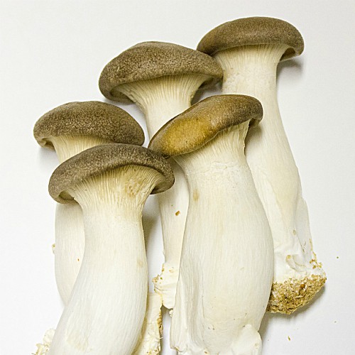 Asian Grocery Store «Tan A Grocery LLC», reviews and photos, 414 Ash St, Syracuse, NY 13208, USA