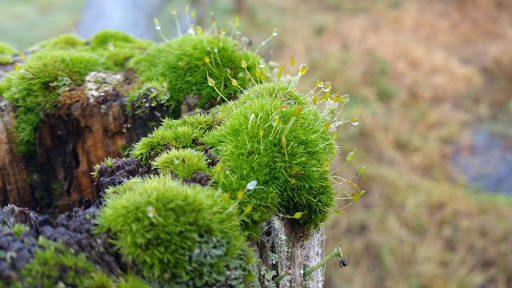 Park «Machias Trailhead Park», reviews and photos, 1626 Virginia St, Snohomish, WA 98290, USA