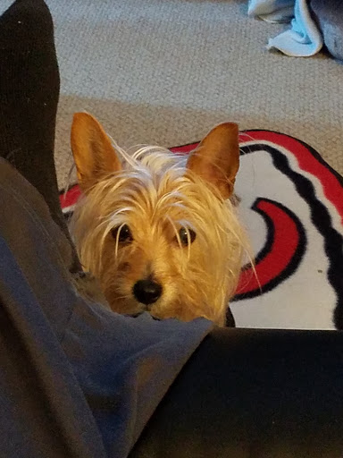 Pet Supply Store «Petco Animal Supplies», reviews and photos, 438 Southbridge St, Auburn, MA 01501, USA