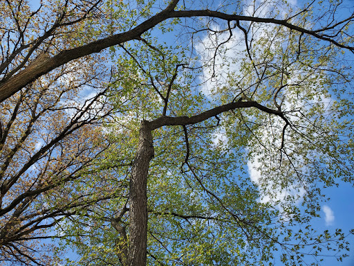 Nature Preserve «Schiller Woods East», reviews and photos, W Irving Park Rd, Chicago, IL 60634, USA