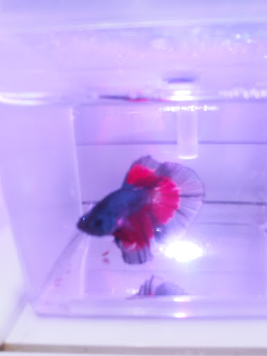 Pet Supply Store «Pet Supermarket», reviews and photos, 3806 S Dale Mabry Hwy, Tampa, FL 33629, USA