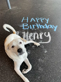 Dogtopia of Homewood - Photo 8 - Car repair in Homewood, AL, Birmingham