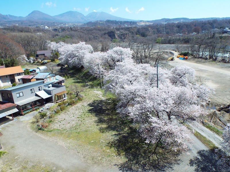 小諸市押出の桜並木