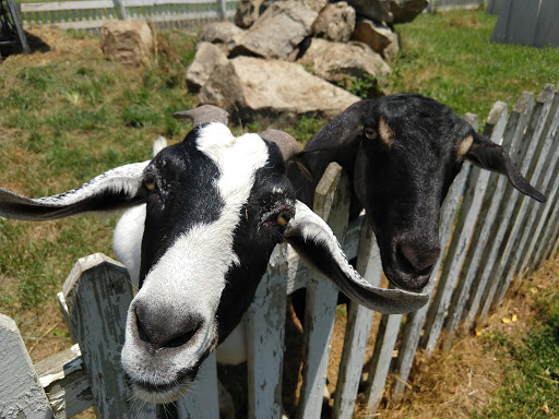 Ice Cream Shop «Grochowicz Farm Market & Fall Family Fun», reviews and photos, 2401 NJ-31, Glen Gardner, NJ 08826, USA