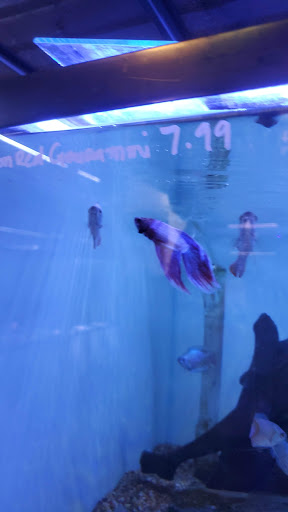 Tropical Fish Store «Ocean Blue Aquarium», reviews and photos, 2246 Aloma Ave, Winter Park, FL 32792, USA
