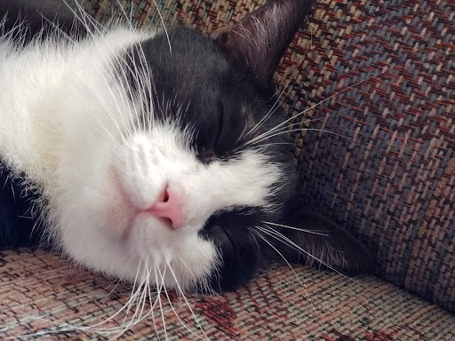 Pet Supply Store «PetSmart», reviews and photos, 1550 Butterfield Rd, Downers Grove, IL 60515, USA