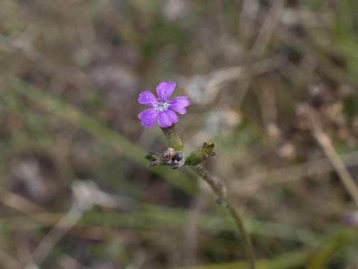 Nature Preserve «Cypress Creek Natural Area», reviews and photos, 10035 W Indiantown Rd, Jupiter, FL 33478, USA