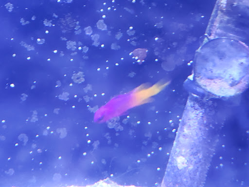 Pet Store «Fish & More Pet Store», reviews and photos, 310 E Main St #8, Sylva, NC 28779, USA