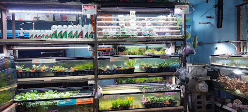 Aquarium «Pacific Aquarium & Plant Inc», reviews and photos, 46 Delancey St #1, New York, NY 10002, USA