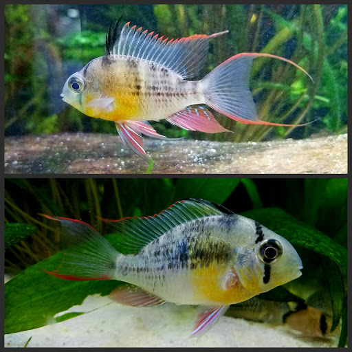 Pet Store «Pet Cove», reviews and photos, 820 E Center St, Kingsport, TN 37660, USA