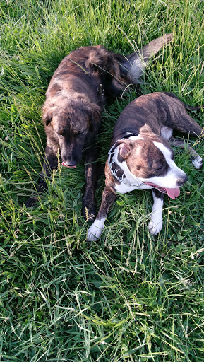 Park «Marquette Park», reviews and photos, 6743 S Kedzie Ave, Chicago, IL 60629, USA