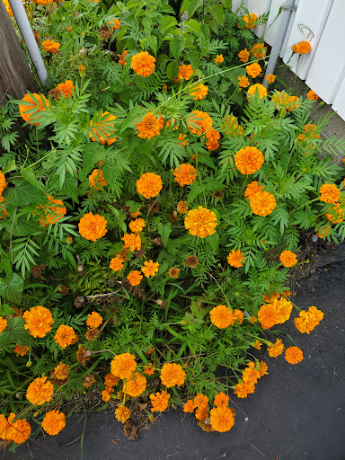 Orchard «Tuttle Orchards», reviews and photos, 5717 N 300 W, Greenfield, IN 46140, USA