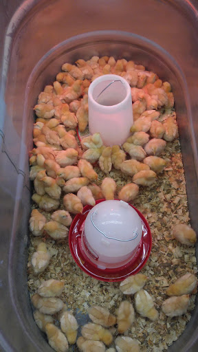 Home Improvement Store «Tractor Supply Co.», reviews and photos, 156 M.L.K. Jr Blvd, Monroe, GA 30655, USA