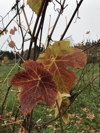 Winery «Bainbridge Vineyards», reviews and photos, 8989 NE Day Rd, Bainbridge Island, WA 98110, USA