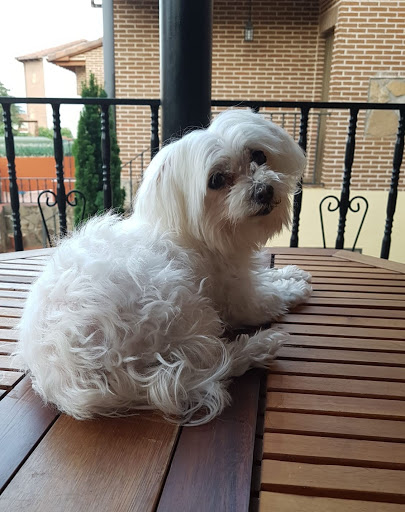 Lisbon Centro Veterinario Slp en Alcorcón