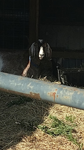 Florist «Country Gardens», reviews and photos, 157 Central St, Rowley, MA 01969, USA