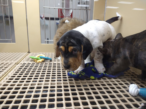 Pet Store «Petland», reviews and photos, 1514 Stonecreek Dr, Pickerington, OH 43147, USA