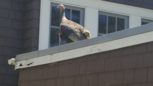 Organic Food Store «Berkeley Natural Grocery Company», reviews and photos, 1336 Gilman St, Albany, CA 94706, USA