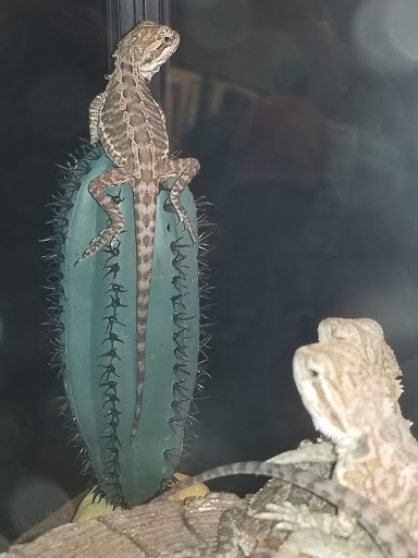 Pet Supply Store «PetSmart», reviews and photos, 2201 Gallatin Pike N, Madison, TN 37115, USA