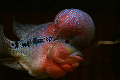 Tropical Fish Store «Aquastetics», reviews and photos, 354 E Main St, Fall River, MA 02724, USA