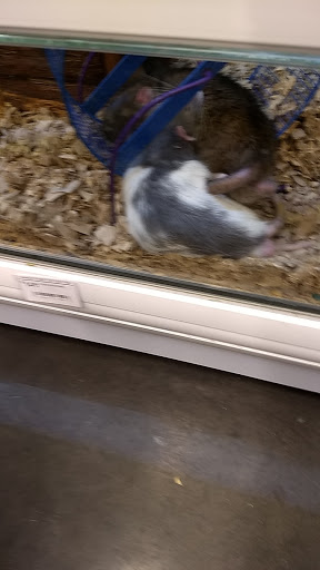 Pet Store «Market Street PET DEPOT», reviews and photos, 2979 S Market St, Gilbert, AZ 85295, USA