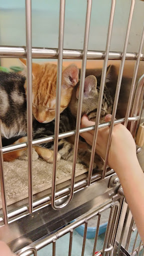 Pet Supply Store «PetSmart», reviews and photos, 2000 Clements Bridge Rd, Woodbury, NJ 08096, USA