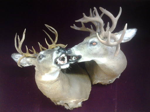 Taxidermy By Nick Saade