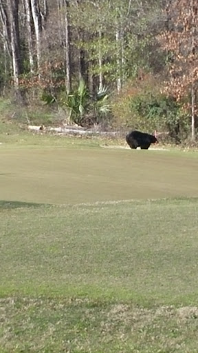 Golf Course «Black Bear Golf Club», reviews and photos, 253 Black bear Dr, Delhi, LA 71232, USA