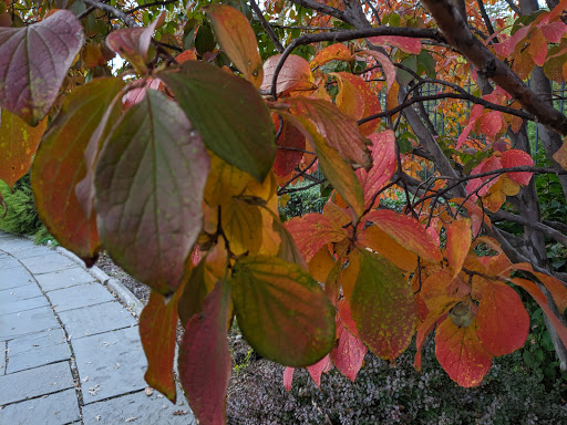 Garden «Conservatory Garden», reviews and photos, 402 5th Ave, New York, NY 10029, USA