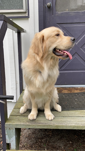 Pet Supply Store «PetSmart», reviews and photos, 2865 Oak Valley Dr, Ann Arbor, MI 48103, USA